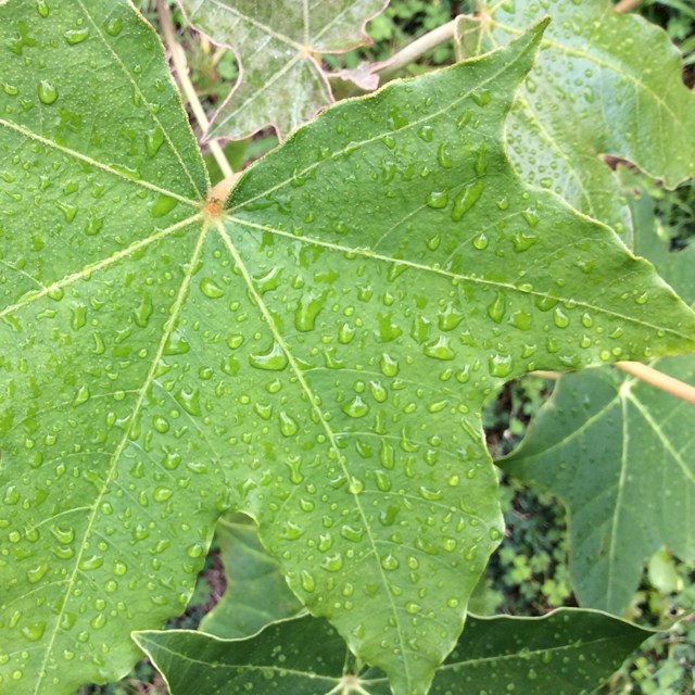 Dew-covered green leaf of a kukui tree