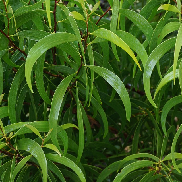 Green sickle-shaped leaves of a koa tree