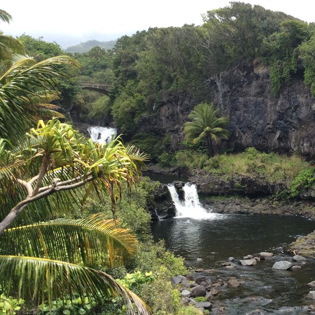 tropical plants in front of 2 small waterfalls flowing into two pools