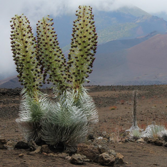 Plants with green spikes protrude from a silver base amongst volcanic landscape