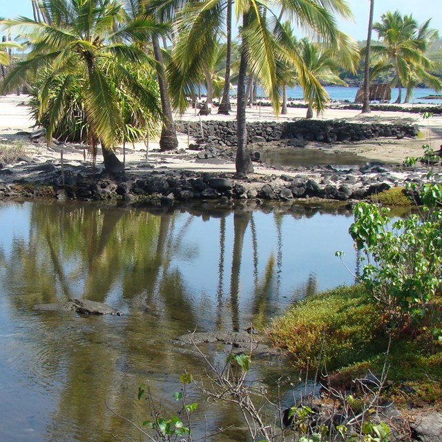 a pond surrounded by green moss with beach and palm tress in background
