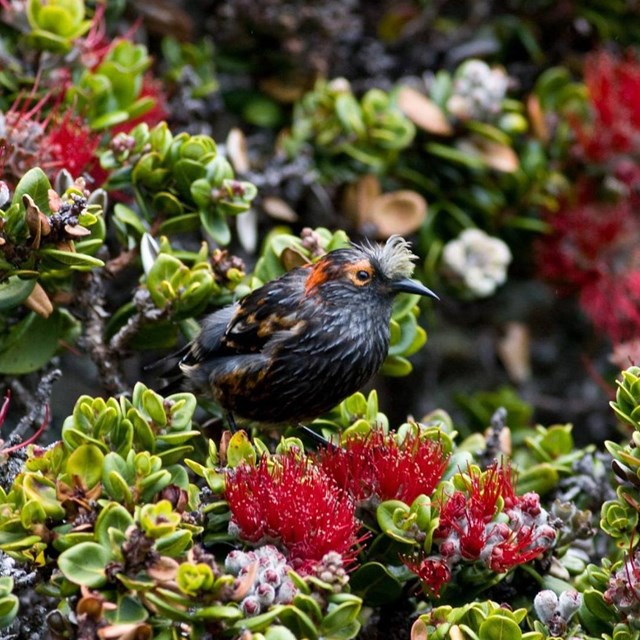 a brown bird sitting amongst tree with red flowers