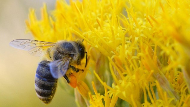 Bee pollinating a yellow flower