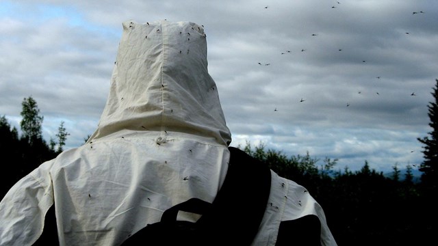 mosquitoes on man and jacket
