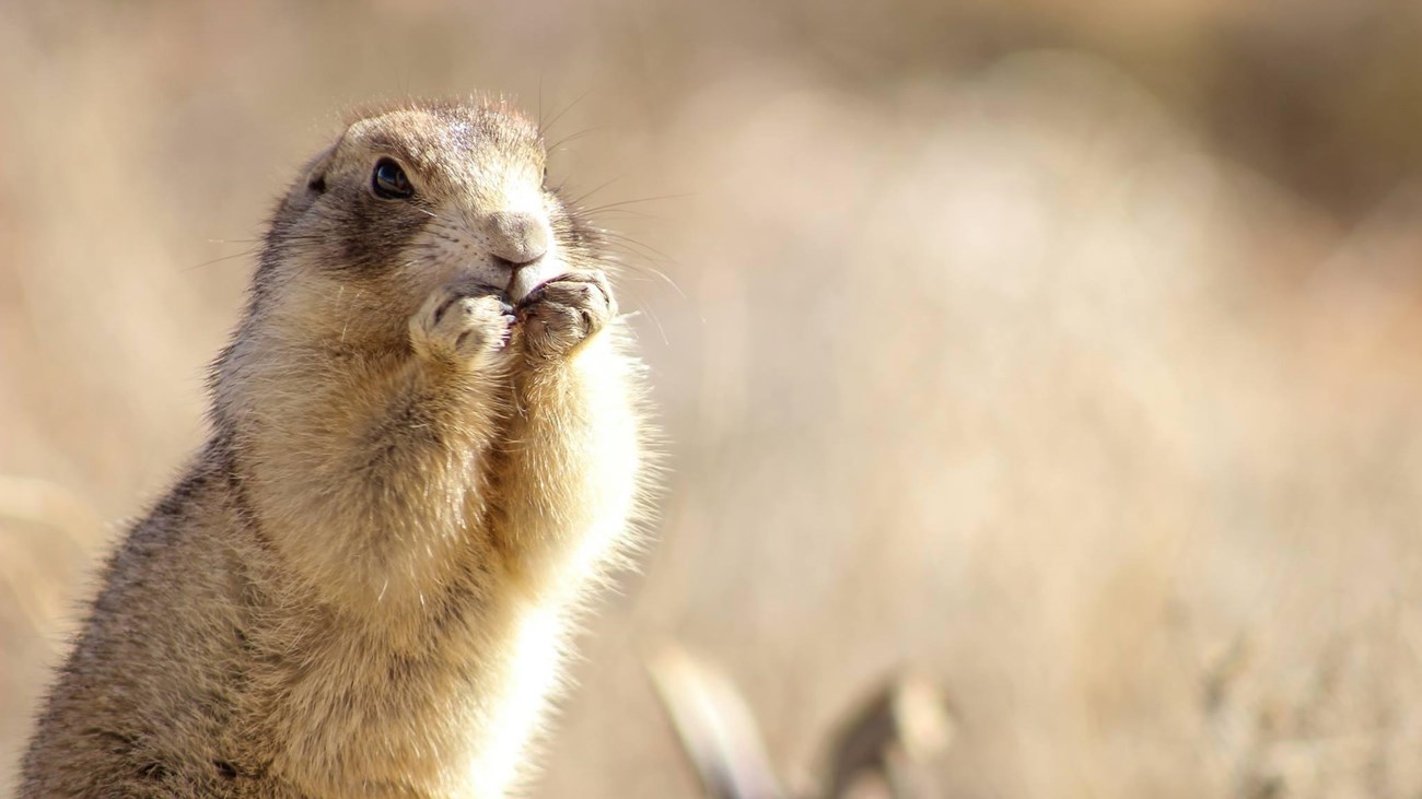 White-tailed prairie dog in Arches National Park