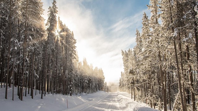 Snow-covered roadway and trees