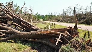 Tree debris on road