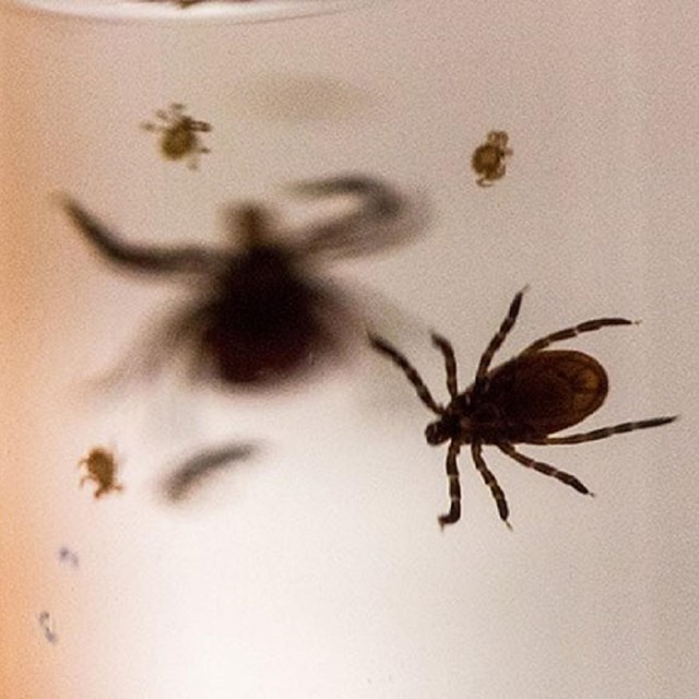 Close up of ticks
