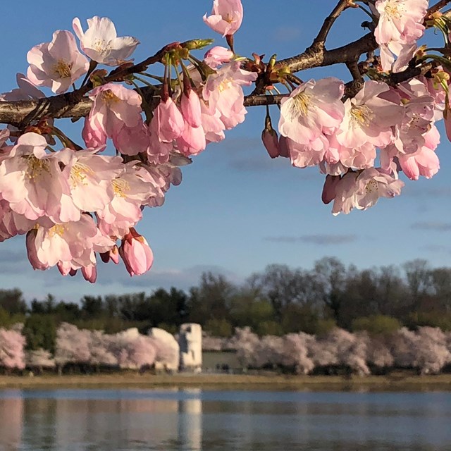 Cherry blossom flowers with the Martin Luther King, Jr. Memorial across a tidal basin