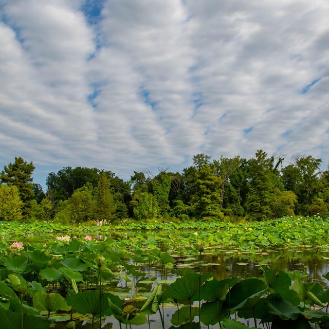 Lotus flowers bloom in the aquatic gardens during the summer.