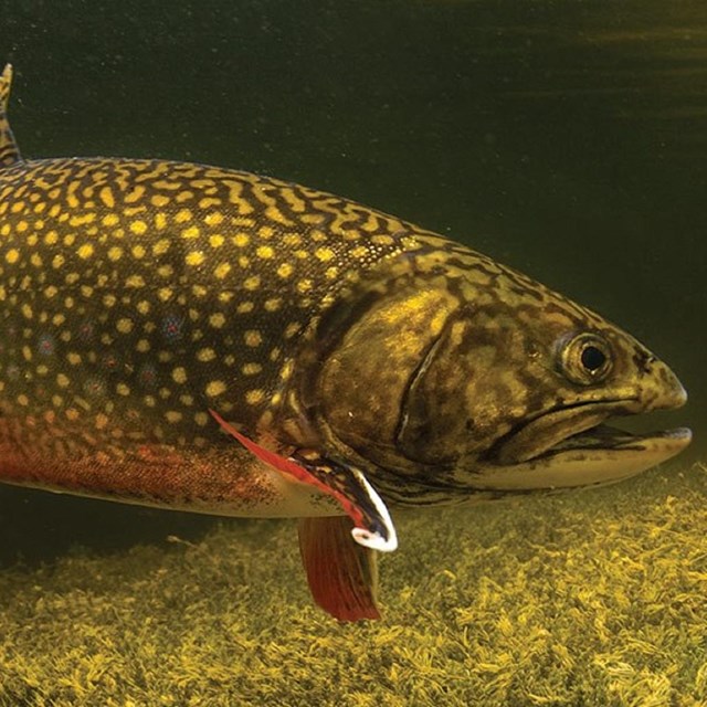 Eastern Brook Trout underwater