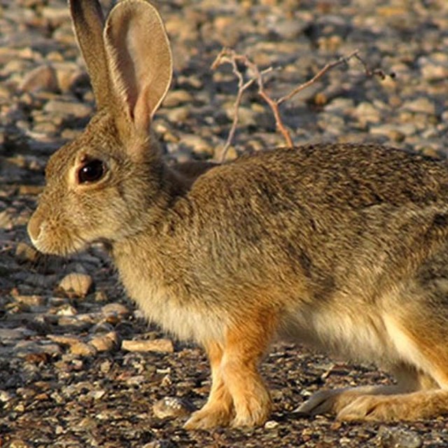 Rabbit