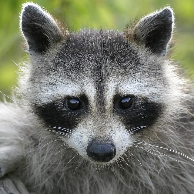 Raccoon in the park