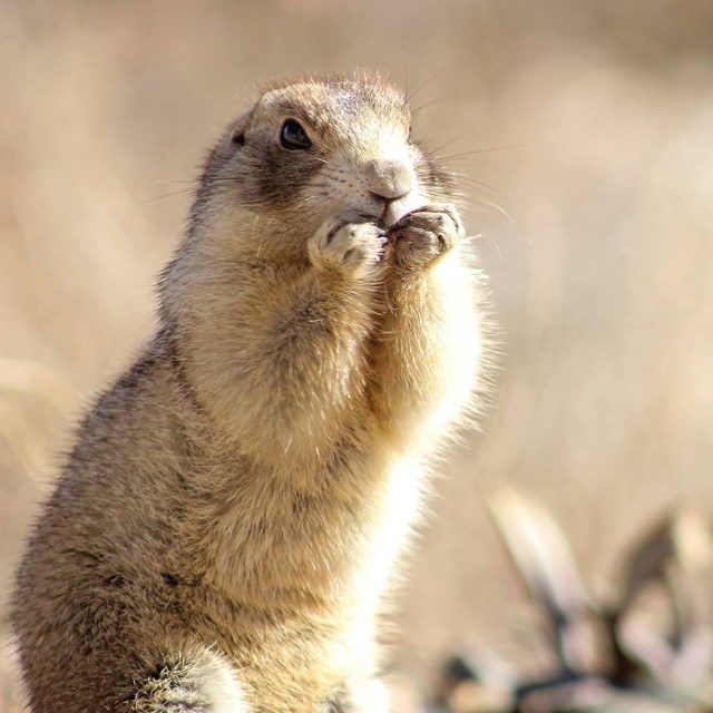 White-tailed prairie dog in Arches National Park