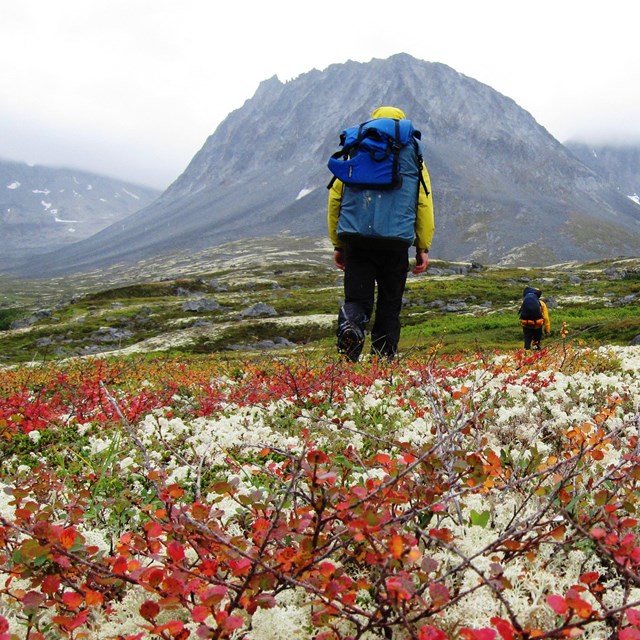 Hikers walking through flower field