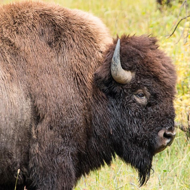 bison