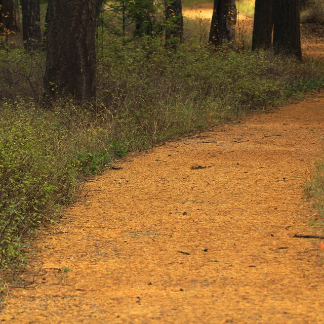 a dirt path in the forest