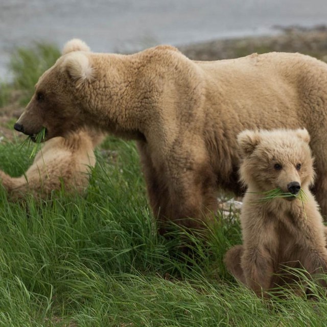 Bears at Katmai