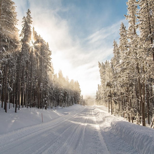 snow on ground in forest