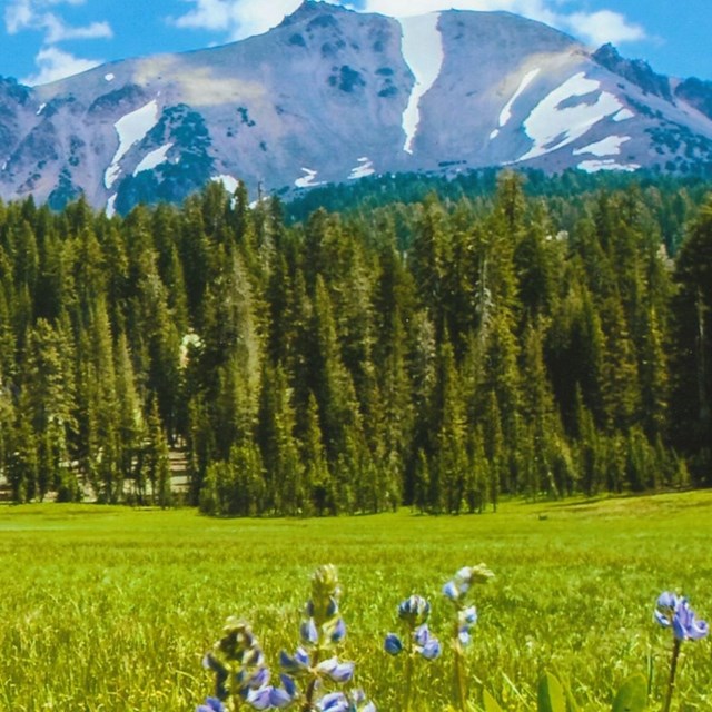 snowcapped mountains and green field