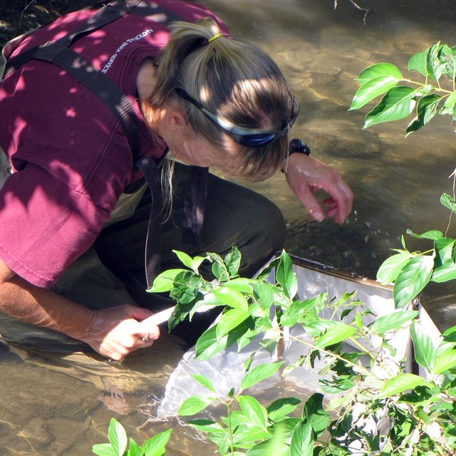 A woman in hip waders sifts through the waters of a muddy creek.