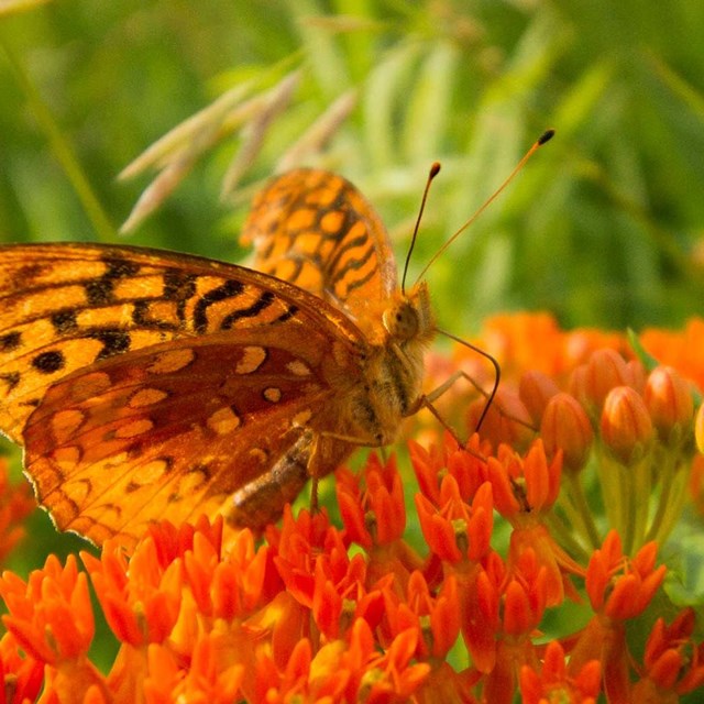 A black patterned orange butterfly feeds on a bright orange cluster of flowers.