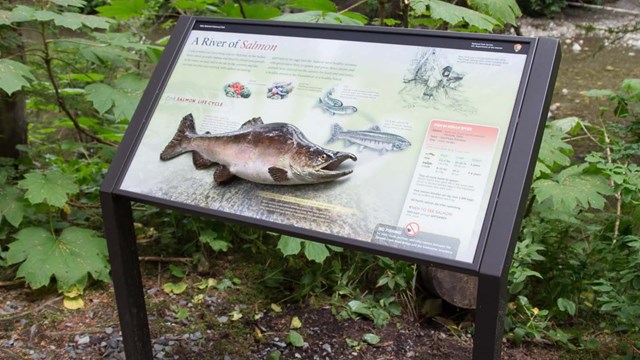 A wayside showing a tactile river salmon.