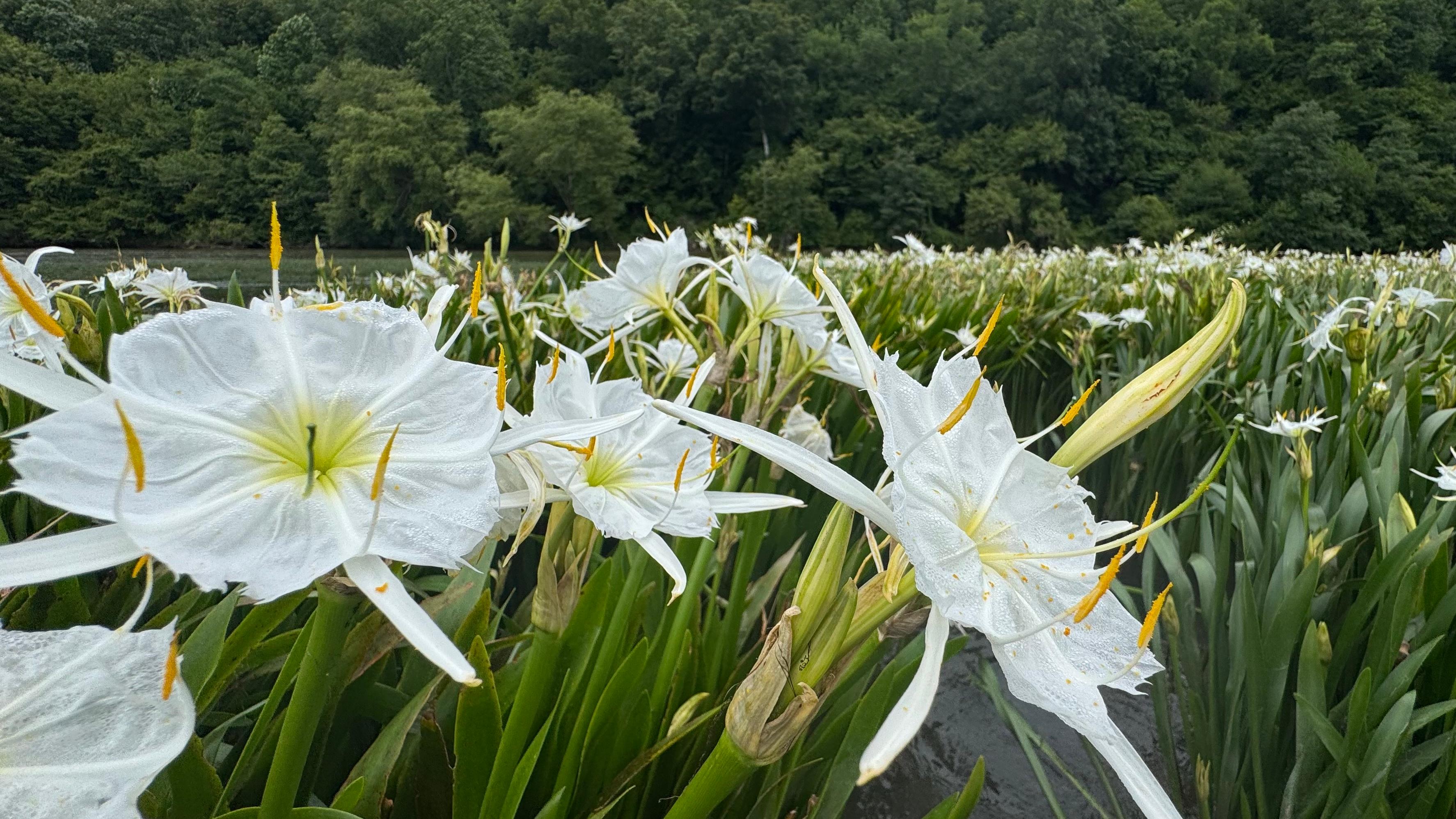 A group of white flowers in the middle of the river