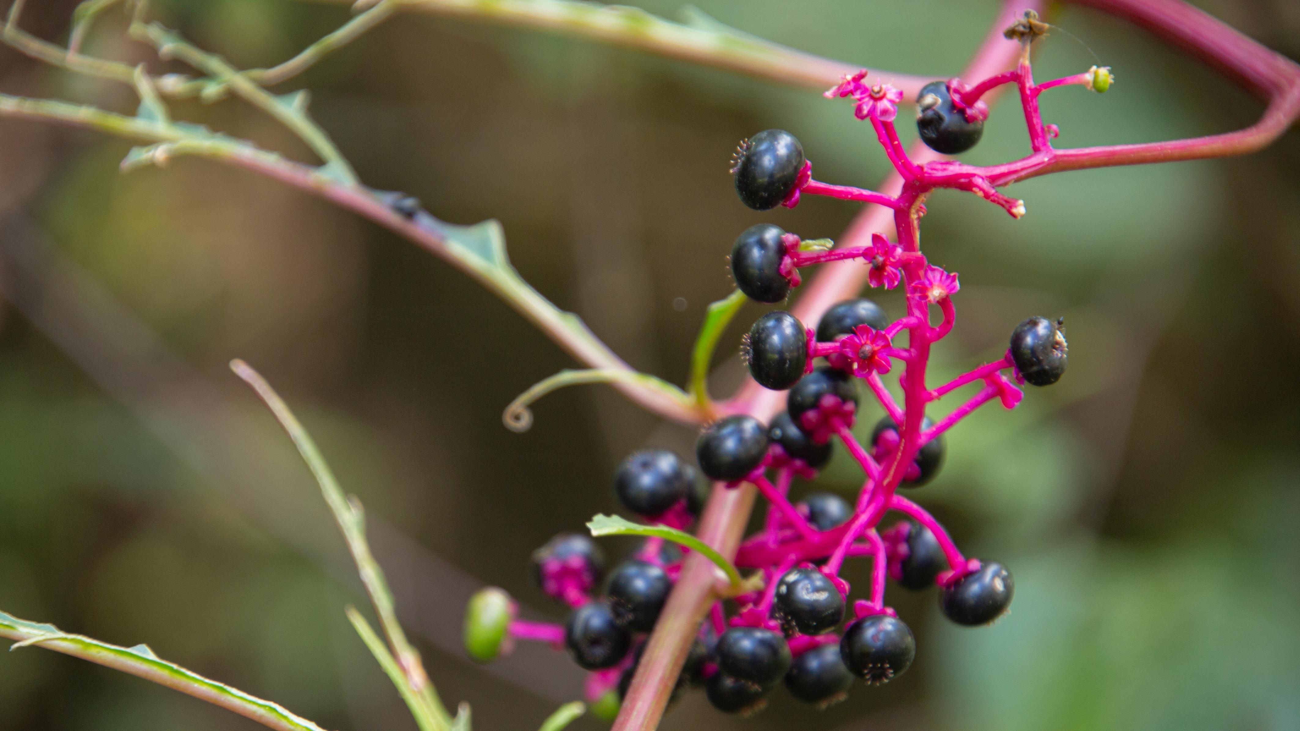 black berries on a bright magenta vine