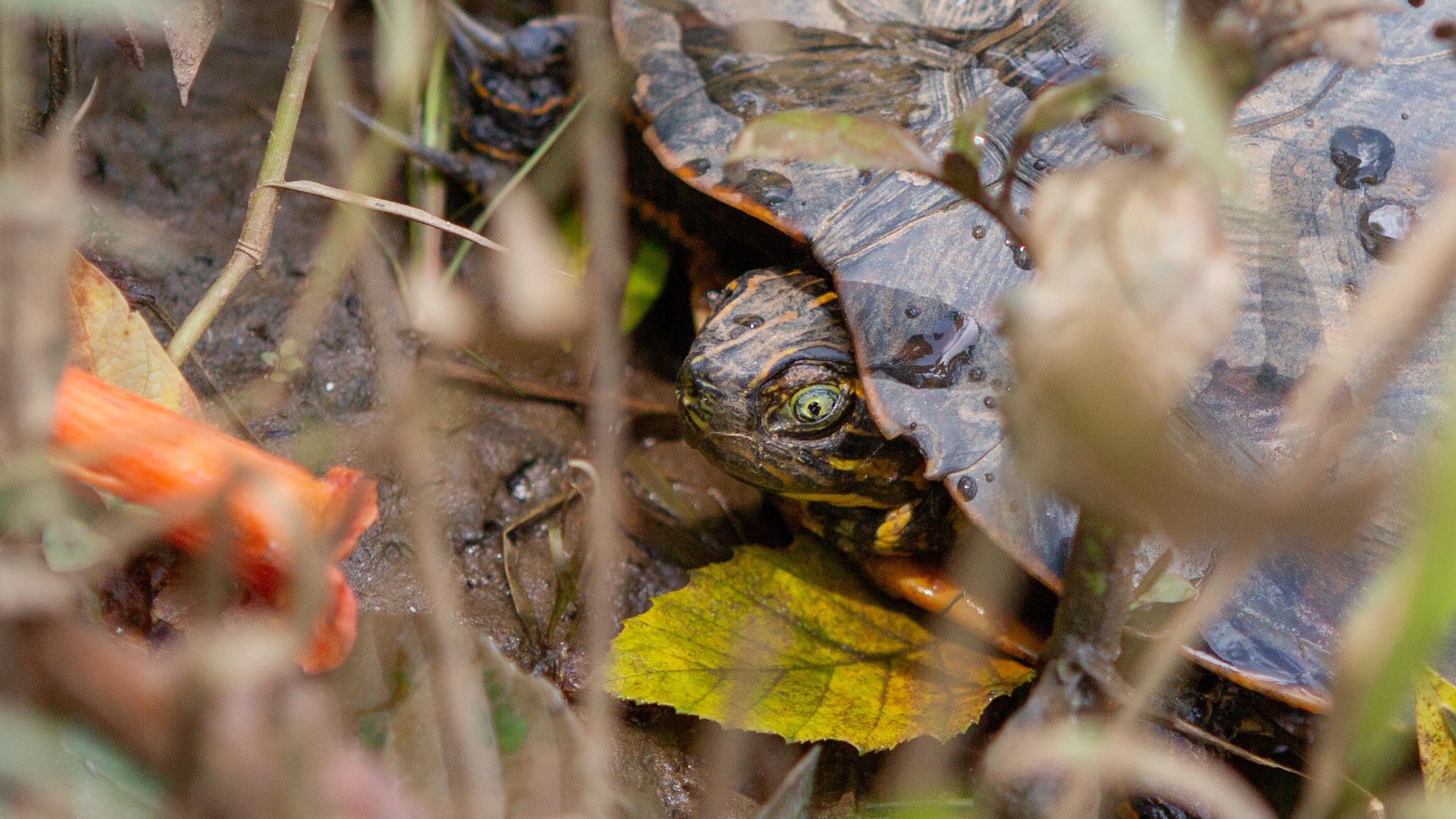 A turtle peaking from its shell next to a red cone-shaped flower.