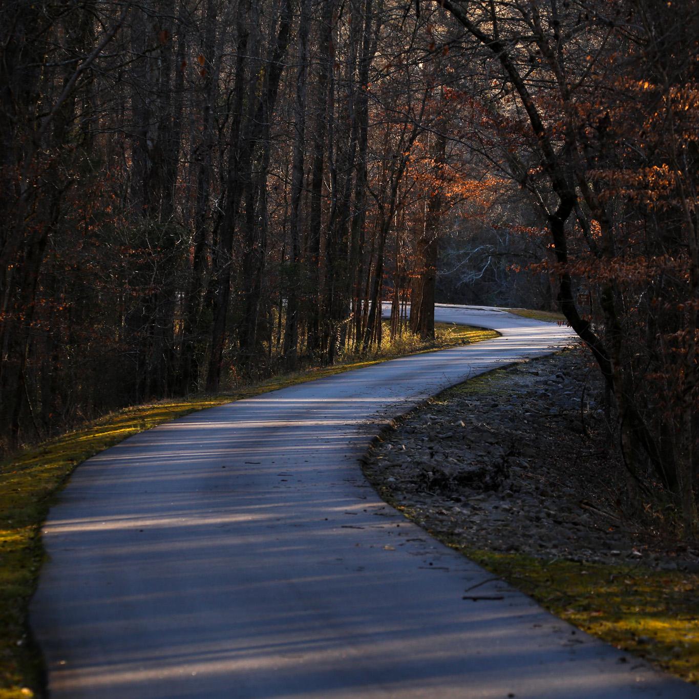 Image of winding road with moss and trees on either side with lines of light breaking through shadow