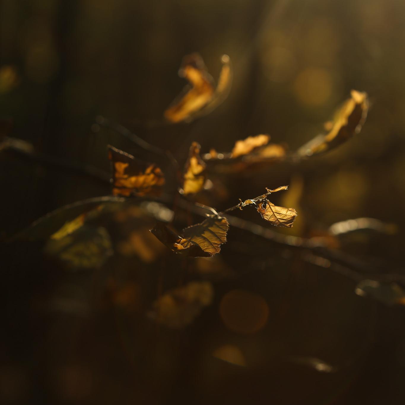 The image shows a close-up view of leaves on a branch back lit by the sun.