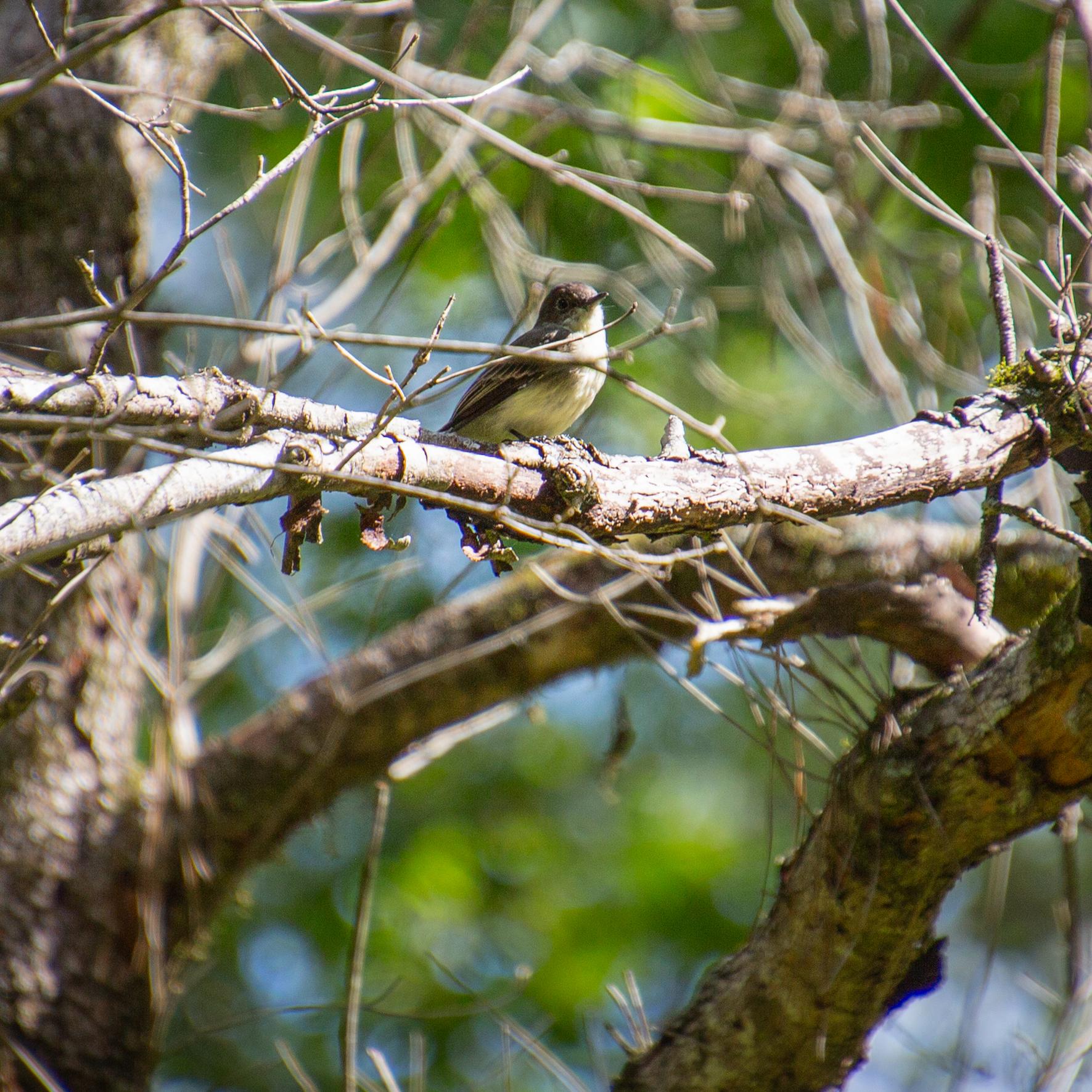 a small grey and white bird sitting on a barren branch