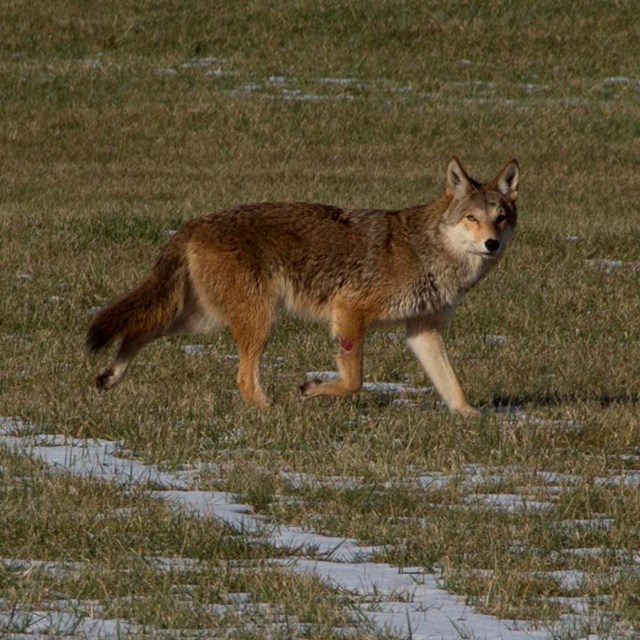 A brown-colored coyote stares at the camera while walking on snow-covered grass
