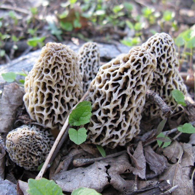 Several mushrooms growing out of the ground