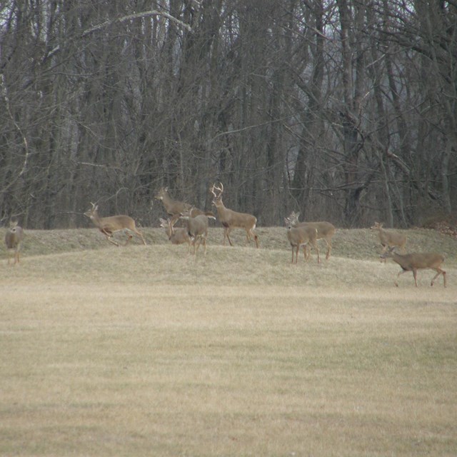 Several deer stand on grass covered mounds in front of trees