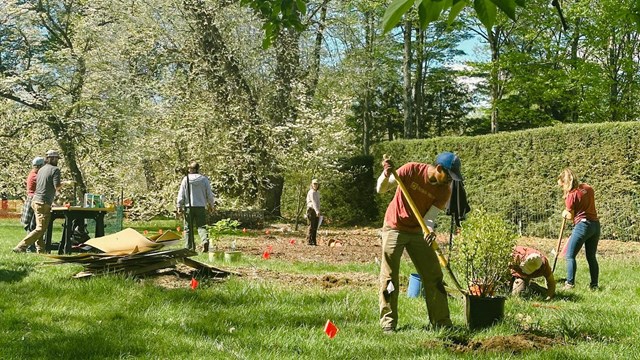 A group of people planting shrubs.