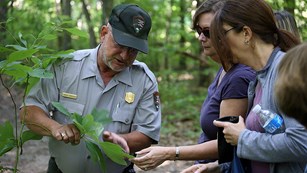 A park ranger and two visitors examine a tree sapling in the woods.