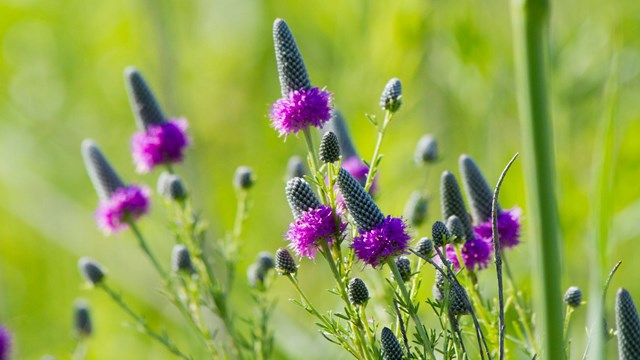 Learn about the diversity of plants found in the tallgrass prairie and mesic bur oak forest