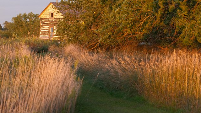 A trail cuts through tallgrass towards a cabin. There are trees on the right side of the trail.