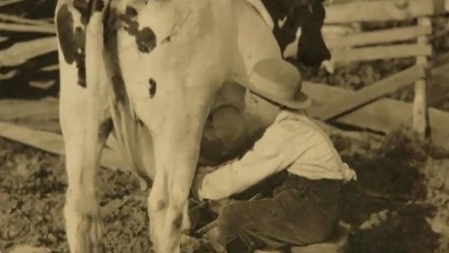 Black and white photo of child milking cow.