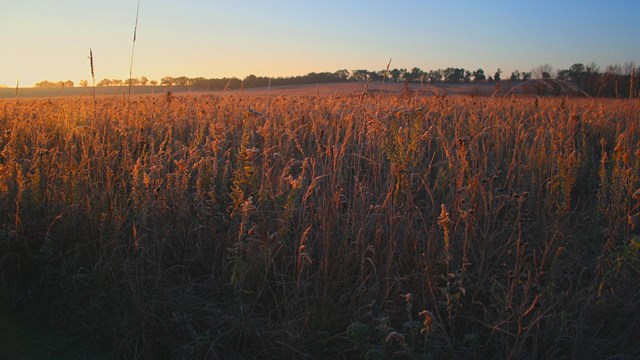 Photo of brown fall tallgrass prairie at sunrise