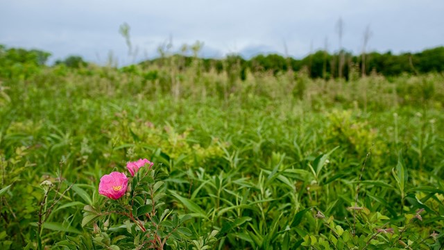 Flowers and grasses on the prairie