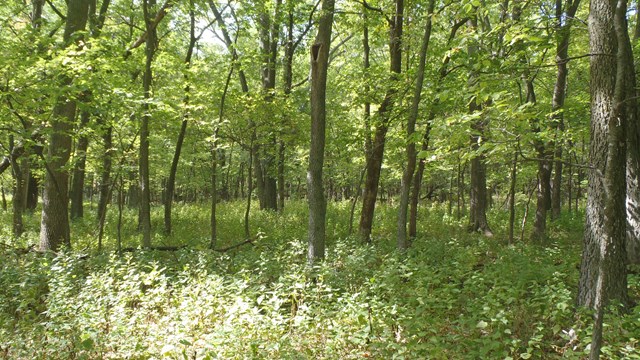 Plants and trees in the forest