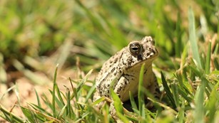 Toad sitting on the ground