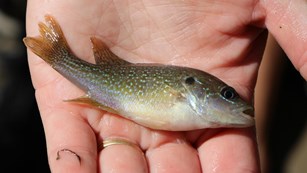 A small fish caught during monitoring