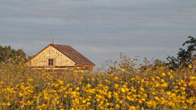 Prairie grass with the roof of a cabin seen over the grasses.