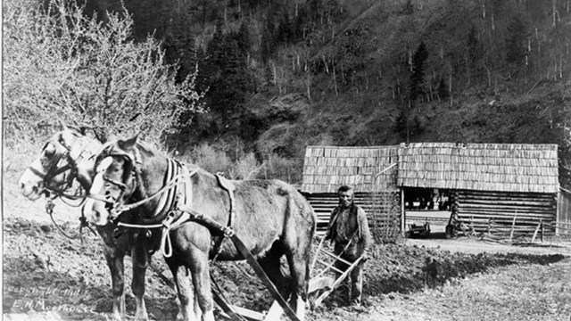 Chief Skookum Wallihee plows a field with two horses