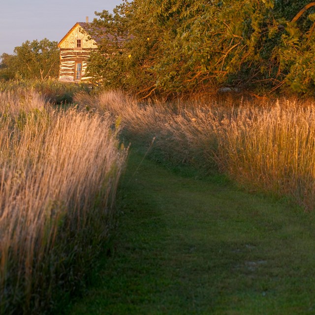 A trail cuts through tallgrass towards a cabin. There are trees on the right side of the trail.