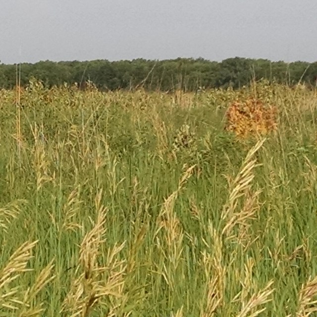 Close up of prairie grass